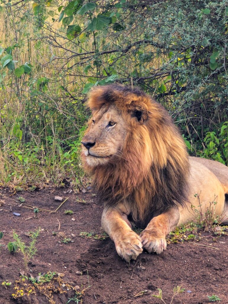 African lion in Serengeti National Park Tanzania safari